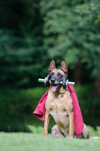 petfoodbites.com