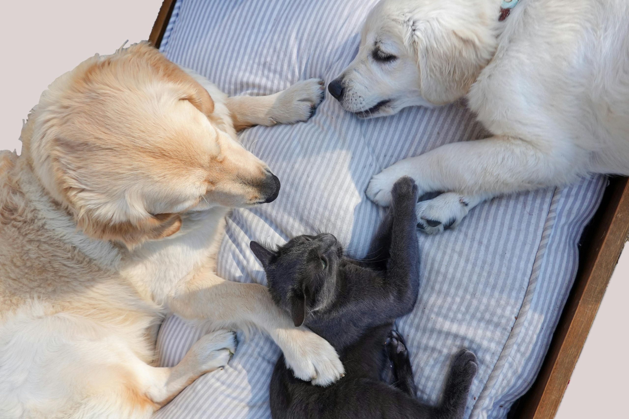 petfoodbites.com
