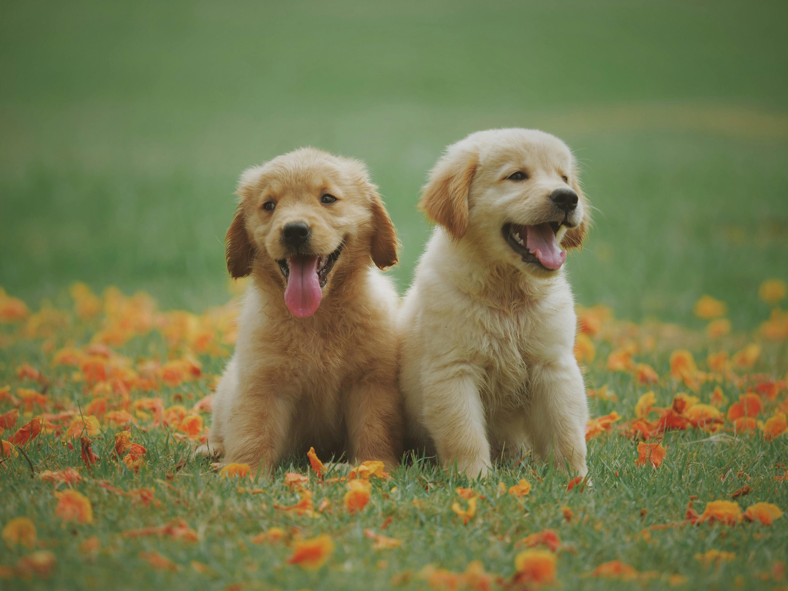 petfoodbites.com